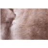 Image 9 : Professionally Tanned Caribou Hide