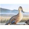 Image 13 : Signed U.S. Water Bird Framed Stamp & Print Sets