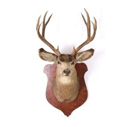 5x5 Montana Mule Deer Taxidermy Shoulder Mount