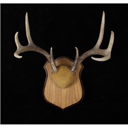 4 X 4 Trophy White Tail Antler Wall Mount