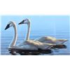 Image 4 : Signed Water Bird Framed Prints & Stamp Sets