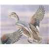 Image 14 : Signed U.S. Game Bird Framed Prints and Stamps