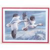 Image 3 : Signed U.S. Game Bird Framed Prints and Stamps