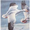 Image 4 : Signed U.S. Game Bird Framed Prints and Stamps
