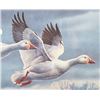 Image 5 : Signed U.S. Game Bird Framed Prints and Stamps