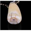 Image 8 : Signed Alaskan Inuit Walrus Teeth Scrimshaw
