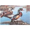 Image 3 : Wood Duck Reflections Meger Limited Edition Print