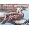 Image 4 : Wood Duck Reflections Meger Limited Edition Print