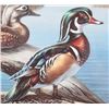 Image 5 : Wood Duck Reflections Meger Limited Edition Print