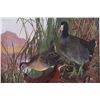 Image 14 : 1917 DuPont Game Bird Art Prints