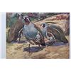 Image 19 : 1917 DuPont Game Bird Art Prints