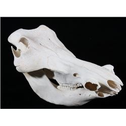 Professional Taxidermy Trophy Javalina Skull