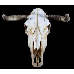 Montana Taxidermy Steer Skull and Horns