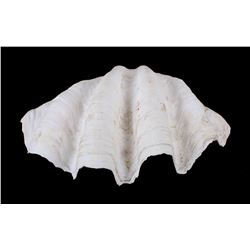 Large Half China Clam Seashell