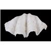 Image 1 : Large Half China Clam Seashell
