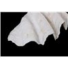 Image 2 : Large Half China Clam Seashell