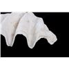 Image 3 : Large Half China Clam Seashell