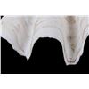 Image 4 : Large Half China Clam Seashell