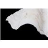 Image 7 : Large Half China Clam Seashell