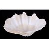 Image 8 : Large Half China Clam Seashell