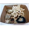Image 1 : BOX OF CORAL AND SEASHELLS