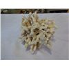 Image 2 : BOX OF CORAL AND SEASHELLS