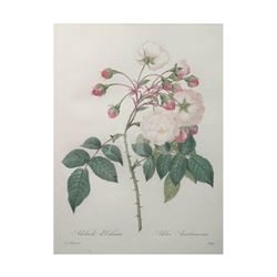 After Pierre-Jospeh Redoute, Floral Print, #126 Adelaide d'Orleans (Rose)