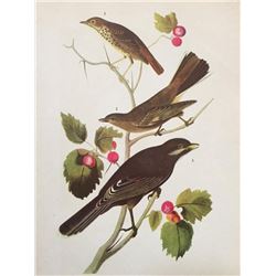 c1946 Audubon Print, #419 Thrush, Solitaire & Jay