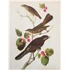 Image 1 : c1946 Audubon Print, #419 Thrush, Solitaire & Jay