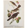 Image 2 : c1946 Audubon Print, #419 Thrush, Solitaire & Jay