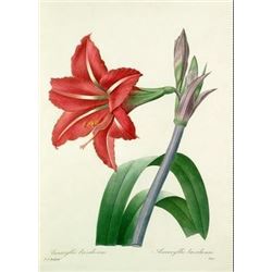 After Pierre-Jospeh Redoute, Floral Print, #4 Amaryllis bresilienne (Amaryllis)
