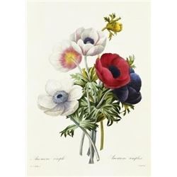 After Pierre-Jospeh Redoute, Floral Print, #7 Anemone simple