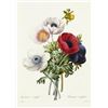 Image 1 : After Pierre-Jospeh Redoute, Floral Print, #7 Anemone simple