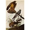 Image 1 : c1946 Audubon Print, Marsh Hawk, #356