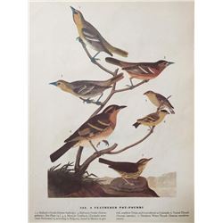 c1946 Audubon Print, #433 A Featured Pot-Pourri