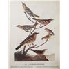 Image 1 : c1946 Audubon Print, #433 A Featured Pot-Pourri