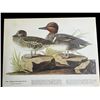 Image 1 : c1946 Audubon Print, #228 Green-Winged Teal