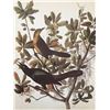 c1946 Audubon Print, #187 Boat-Tailed Grackle