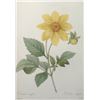 After Pierre-Jospeh Redoute, Floral Print, #29 Dalhia simple
