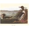 c1950 Audubon Print, American Merganser