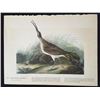 Image 1 : c1946 Audubon Print, #237 Hudsonian Curlew