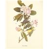 Image 1 : c1950 Audubon Print, Canadian Warbler