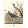 Image 1 : c1950 Audubon Print, Clapper Rail