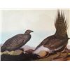 Image 1 : c1946 Audubon Print, #371 Sage Grouse