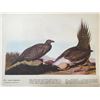 Image 2 : c1946 Audubon Print, #371 Sage Grouse