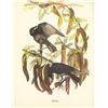 Image 1 : c1950 Audubon Print, Fish Crow