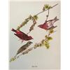Image 1 : c1950 Audubon Print, Purple Finch