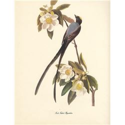 c1950 Audubon Print, Fork-Tailed Flycatcher