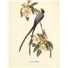 Image 1 : c1950 Audubon Print, Fork-Tailed Flycatcher