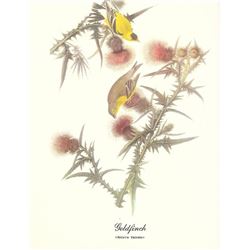 c1950 Audubon Print, Goldfinch